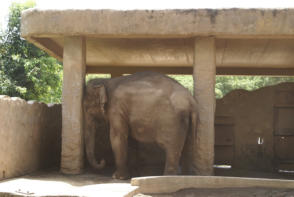 Winner, Photo Life Magazine Contest, November 2007 "Animal Antics". Itchy elefant at the Honolulu Zoo, Hawaii.